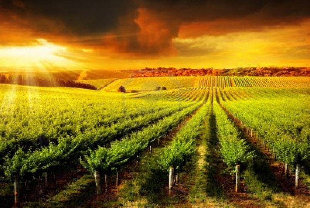 The Effect Of Climate On Wine And Their Taste Wine Today